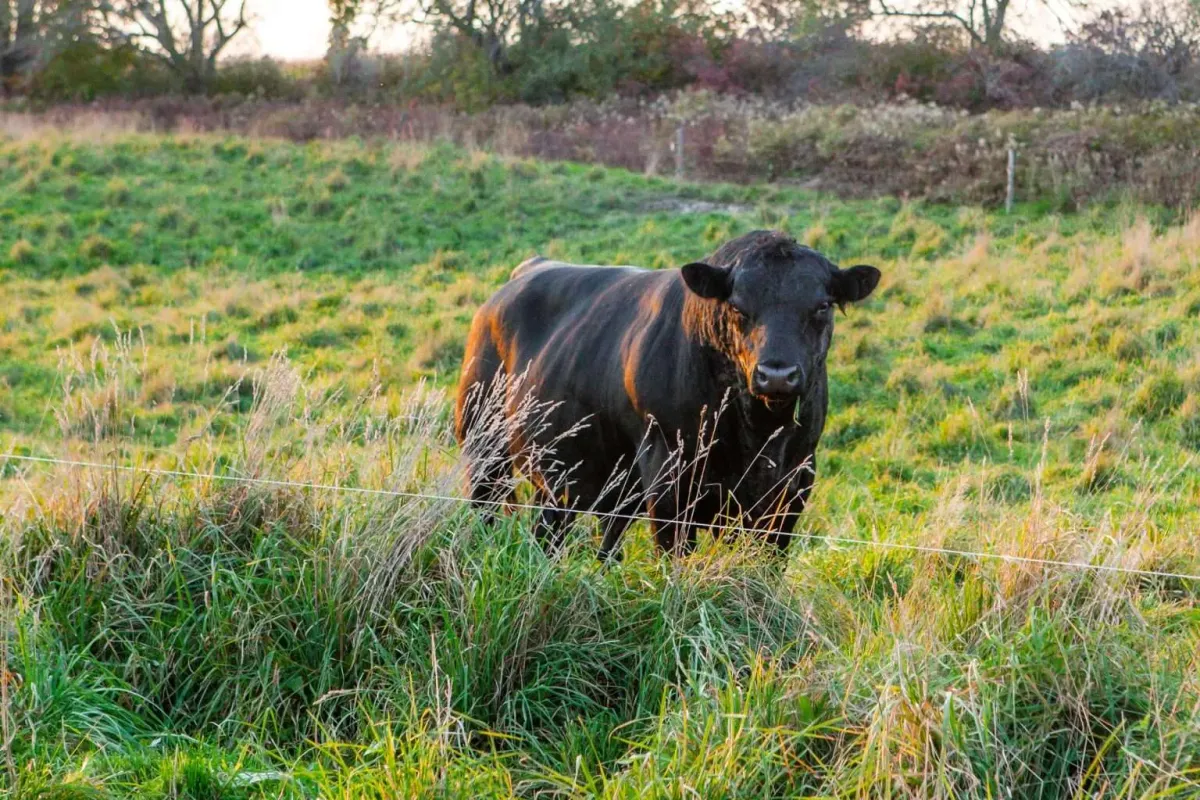 Agricultural Alliance of New Brunswick Raises Concerns Over Proposed Rezoning in Memramcook, Calls for Stronger Protection of Farmland