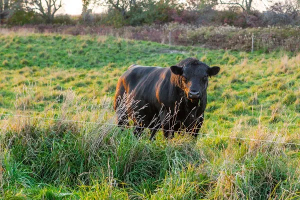 Agricultural Alliance of New Brunswick Raises Concerns Over Proposed Rezoning in Memramcook, Calls for Stronger Protection of Farmland
